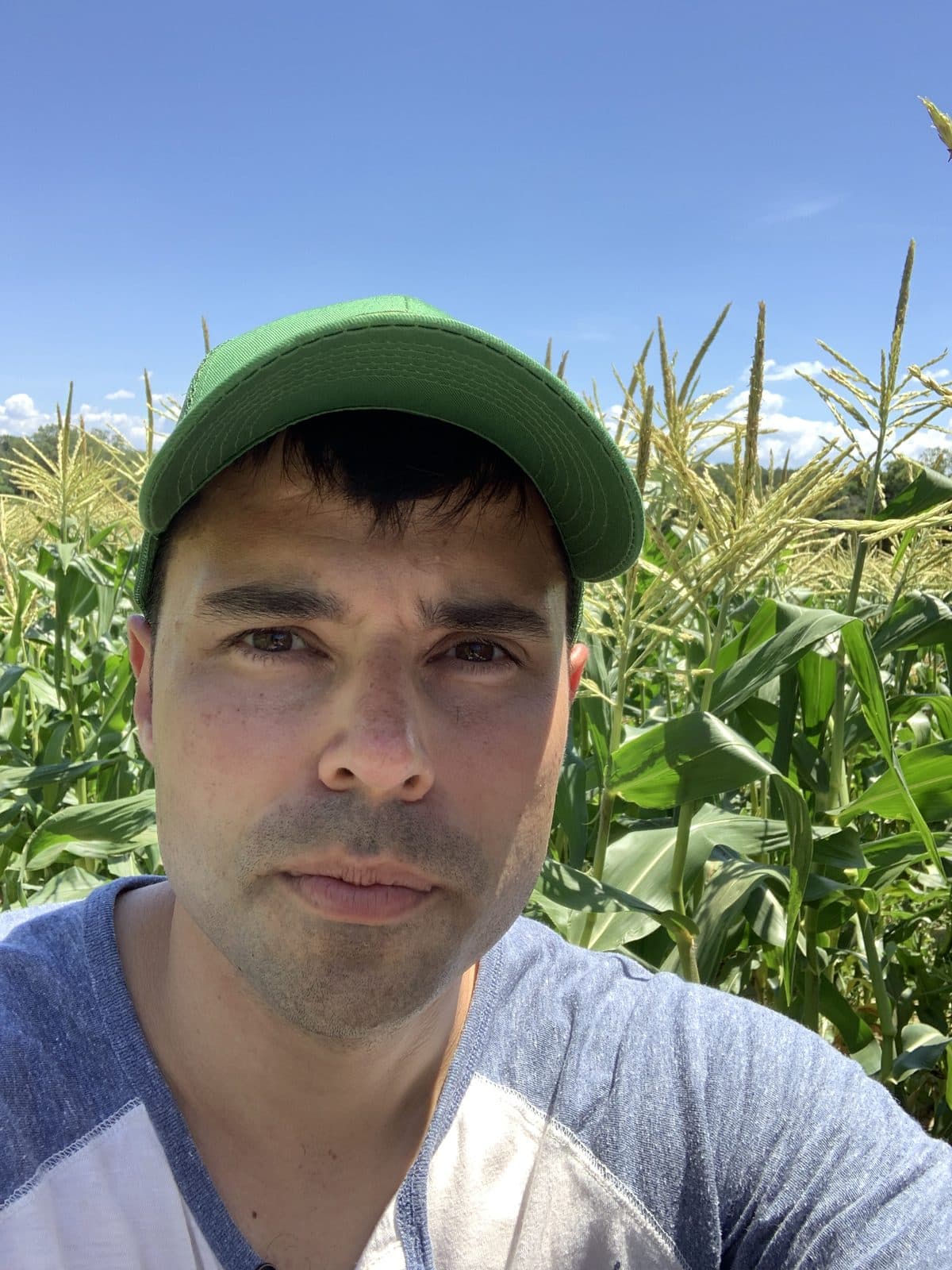 In the cornfield at harvest time